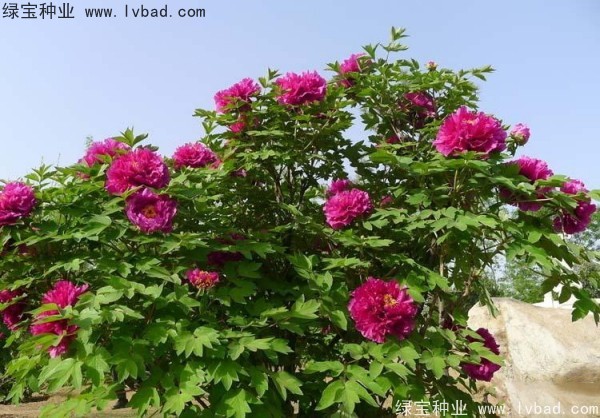 <a href='http://m.fscangbo.com/linmuzhongzi/1785.html' target='_blank'>牡丹種子</a>