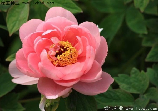 牡丹<a href='http://m.fscangbo.com/' target='_blank'>種子</a>