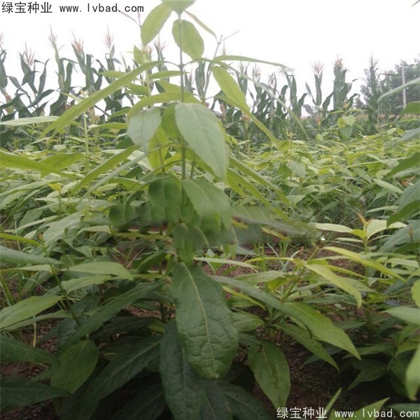 <a href='http://m.fscangbo.com/linmuzhongzi/1790.html' target='_blank'>臘梅種子</a>
