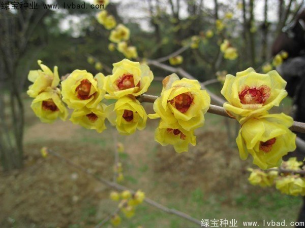臘梅<a href='http://m.fscangbo.com/' target='_blank'>種子</a>