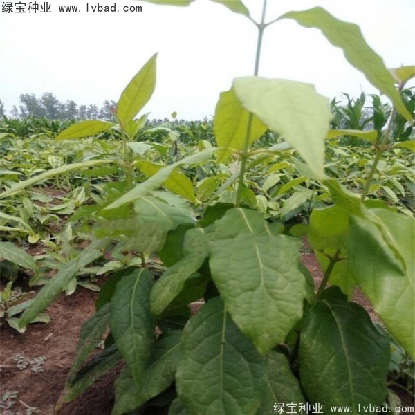 <a href='http://m.fscangbo.com/linmuzhongzi/1790.html' target='_blank'>臘梅種子</a>