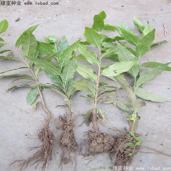 臘梅<a href='http://m.fscangbo.com/' target='_blank'>種子</a>