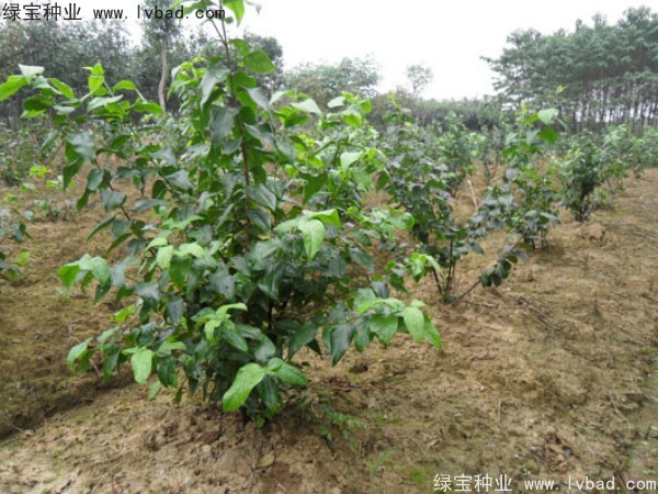 臘梅<a href='http://m.fscangbo.com/' target='_blank'>種子</a>