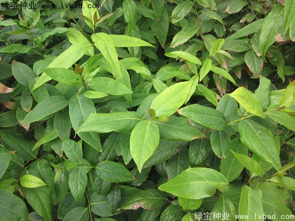<a href='http://m.fscangbo.com/linmuzhongzi/1790.html' target='_blank'>臘梅種子</a>