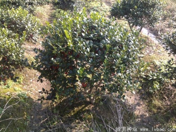 <a href='http://m.fscangbo.com/linmuzhongzi/1797.html' target='_blank'>枸骨</a><a href='http://m.fscangbo.com/' target='_blank'>種子</a>