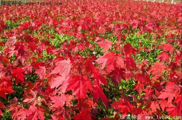 美國<a href='http://m.fscangbo.com/linmuzhongzi/1706.html' target='_blank'>紅楓種子</a>