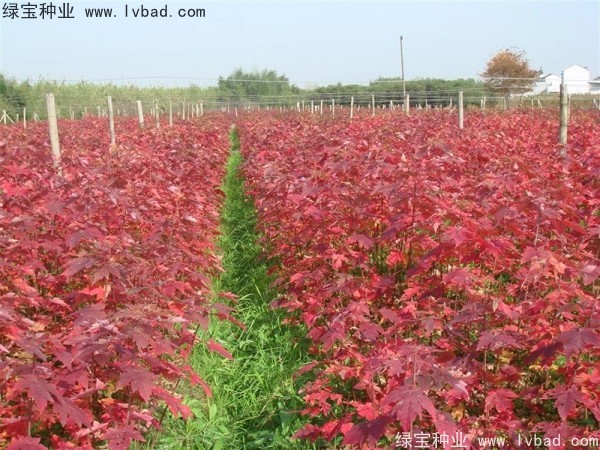 <a href='http://m.fscangbo.com/linmuzhongzi/1798.html' target='_blank'>美國紅楓</a><a href='http://m.fscangbo.com/' target='_blank'>種子</a>