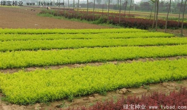 <a href='http://m.fscangbo.com/linmuzhongzi/1804.html' target='_blank'>金葉女貞種子</a>