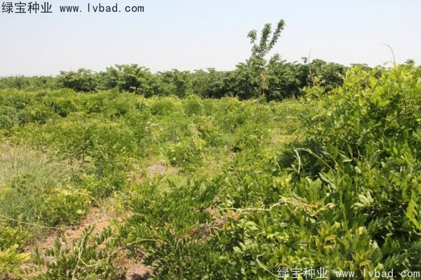 <a href='http://m.fscangbo.com/linmuzhongzi/1806.html' target='_blank'>紫藤種子</a>
