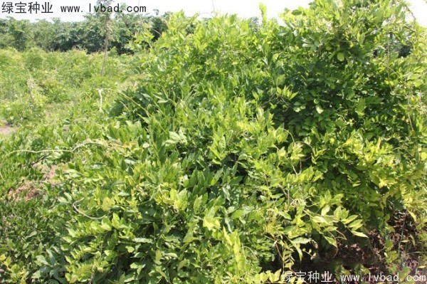 <a href='http://m.fscangbo.com/linmuzhongzi/1806.html' target='_blank'>紫藤</a>