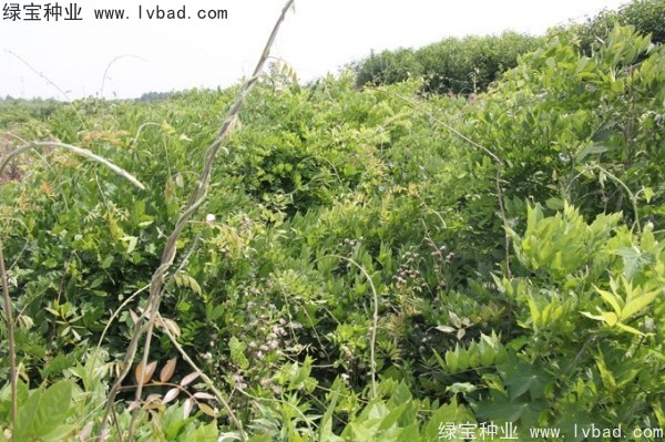 <a href='http://m.fscangbo.com/linmuzhongzi/1806.html' target='_blank'>紫藤種子</a>