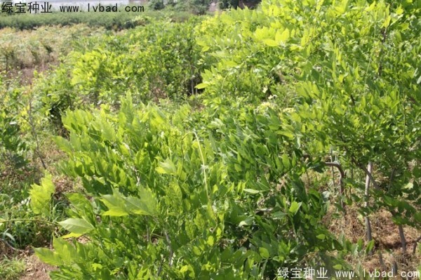 紫藤<a href='http://m.fscangbo.com/' target='_blank'>種子</a>