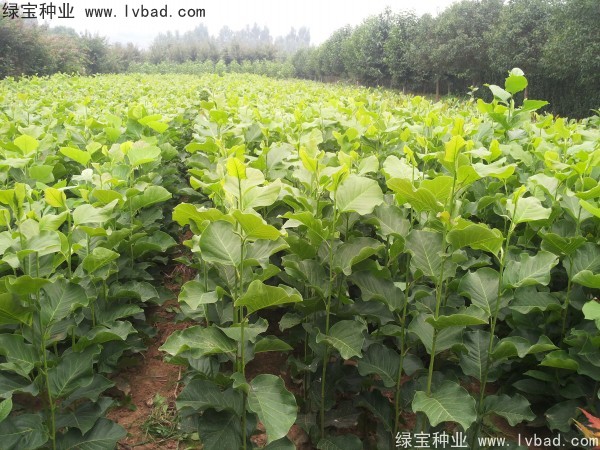 <a href='http://m.fscangbo.com/linmuzhongzi/1813.html' target='_blank'>玉蘭種子</a>