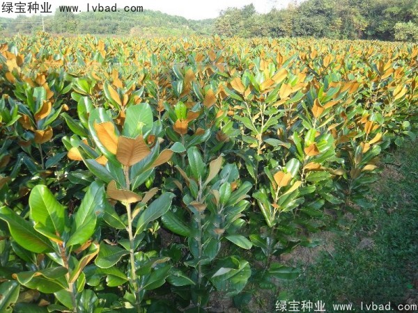 玉蘭<a href='http://m.fscangbo.com/' target='_blank'>種子</a>