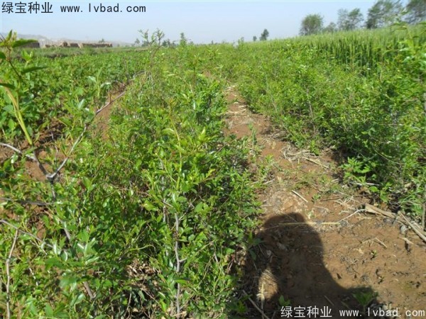 <a href='http://m.fscangbo.com/linmuzhongzi/1814.html' target='_blank'>棗樹</a>