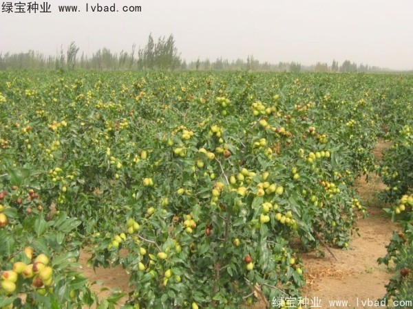 <a href='http://m.fscangbo.com/linmuzhongzi/1814.html' target='_blank'>棗樹</a>