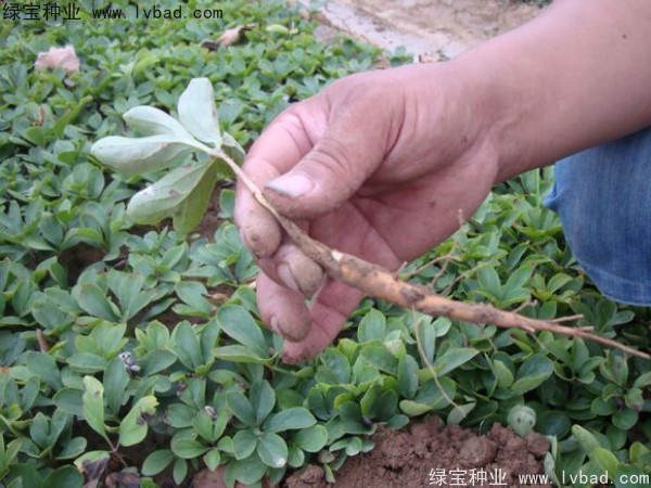 <a href='http://m.fscangbo.com/linmuzhongzi/1830.html' target='_blank'>芍藥種子</a>
