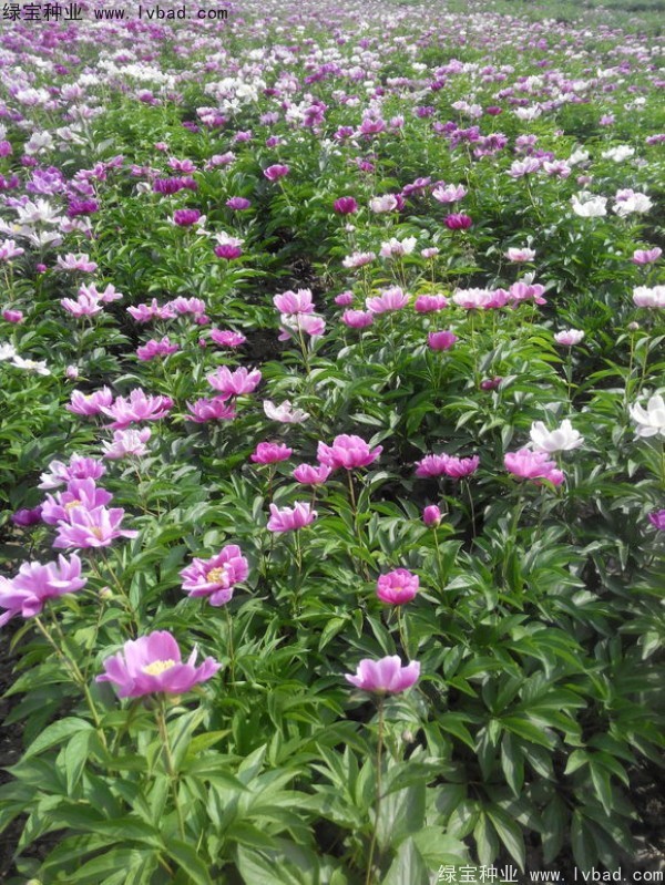 <a href='http://m.fscangbo.com/linmuzhongzi/1830.html' target='_blank'>芍藥種子</a>