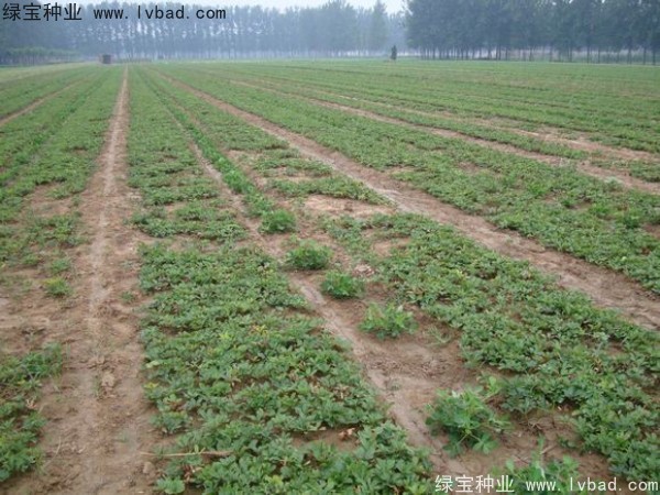 <a href='http://m.fscangbo.com/linmuzhongzi/1830.html' target='_blank'>芍藥種子</a>