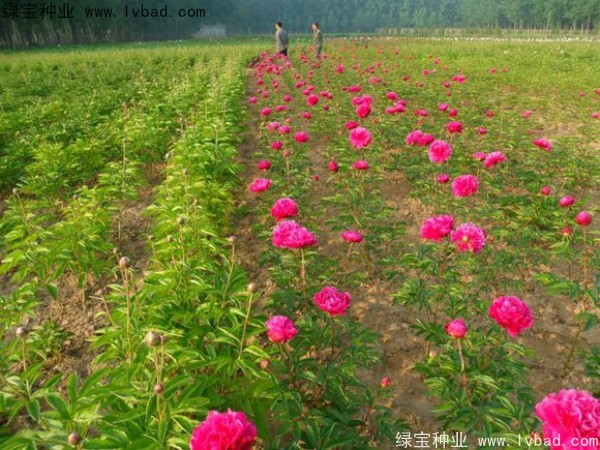 芍藥<a href='http://m.fscangbo.com/' target='_blank'>種子</a>
