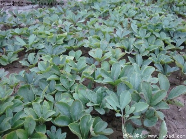芍藥<a href='http://m.fscangbo.com/' target='_blank'>種子</a>
