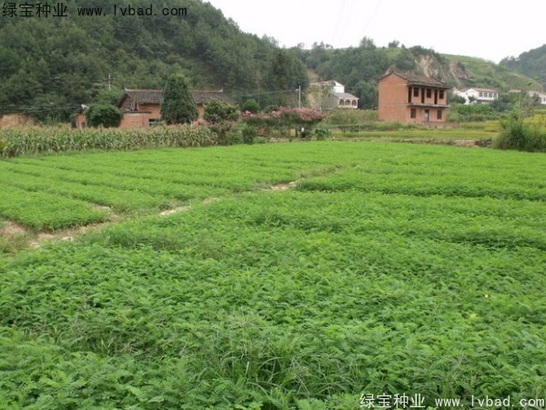 <a href='http://m.fscangbo.com/linmuzhongzi/1831.html' target='_blank'>紫穗槐種子</a>
