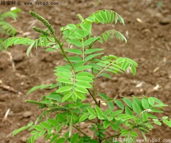 紫穗槐<a href='http://m.fscangbo.com/' target='_blank'>種子</a>