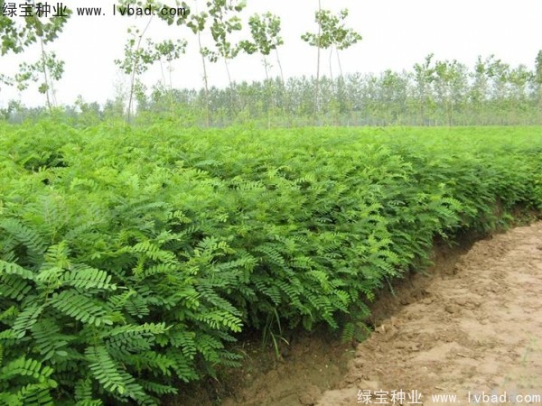 紫穗槐<a href='http://m.fscangbo.com/' target='_blank'>種子</a>