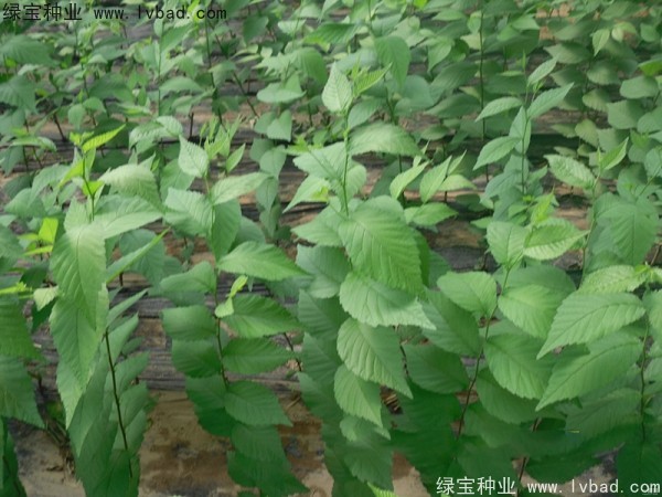 <a href='http://m.fscangbo.com/linmuzhongzi/1836.html' target='_blank'>白榆種子</a>