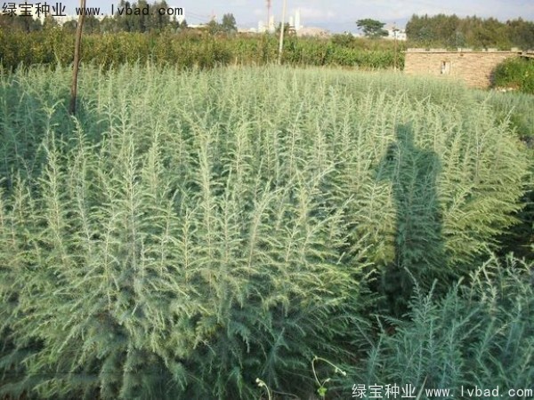 <a href='http://m.fscangbo.com/linmuzhongzi/1853.html' target='_blank'>雪松種子</a>