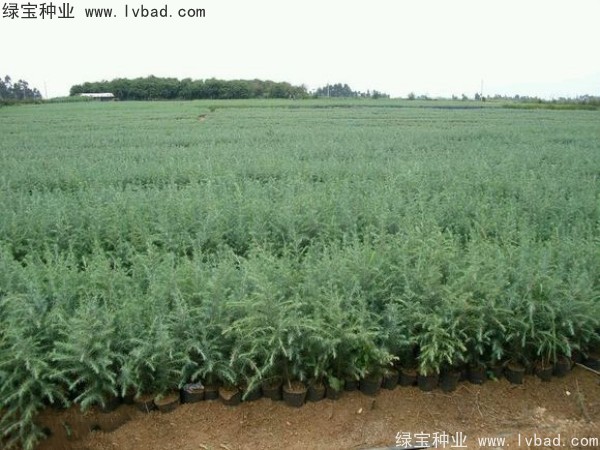 <a href='http://m.fscangbo.com/linmuzhongzi/1853.html' target='_blank'>雪松種子</a>