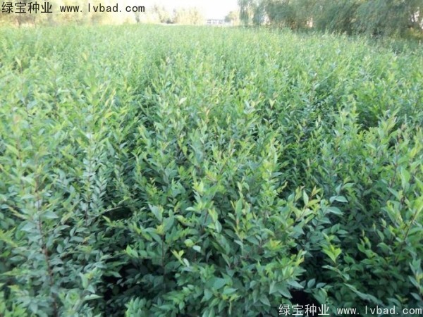 <a href='http://m.fscangbo.com/linmuzhongzi/1854.html' target='_blank'>榆樹種子</a>