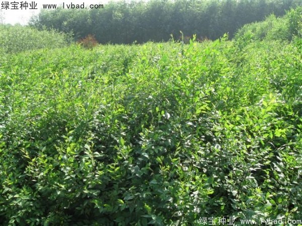 <a href='http://m.fscangbo.com/linmuzhongzi/1854.html' target='_blank'>榆樹種子</a>