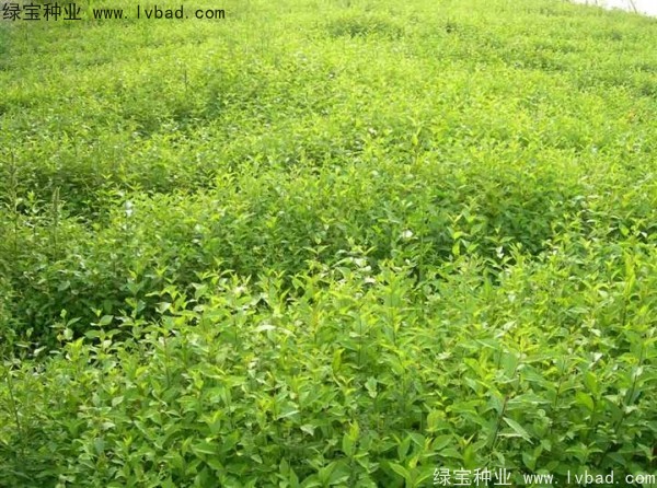 榆樹<a href='http://m.fscangbo.com/' target='_blank'>種子</a>