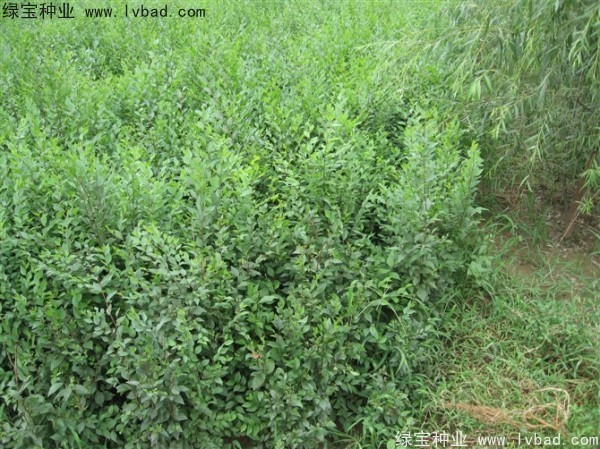 <a href='http://m.fscangbo.com/linmuzhongzi/1854.html' target='_blank'>榆樹</a><a href='http://m.fscangbo.com/' target='_blank'>種子</a>