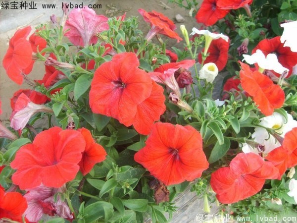 <a href='http://m.fscangbo.com/caohuazhongzi/1017.html' target='_blank'>矮牽牛種子</a>