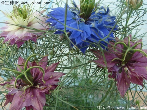 <a href='http://m.fscangbo.com/caohuazhongzi/1026.html' target='_blank'>波斯寶石</a>