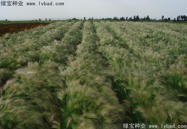 <a href='http://m.fscangbo.com/caohuazhongzi/1055.html' target='_blank'>狗尾草種子</a>