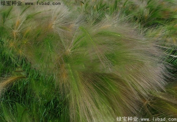 <a href='http://m.fscangbo.com/caohuazhongzi/1055.html' target='_blank'>狗尾草</a><a href='http://m.fscangbo.com/' target='_blank'>種子</a>