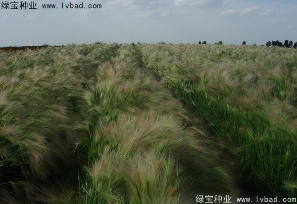 <a href='http://m.fscangbo.com/caohuazhongzi/1055.html' target='_blank'>狗尾草種子</a>