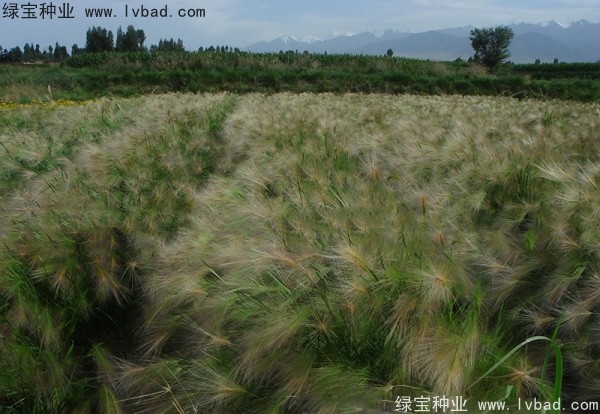 <a href='http://m.fscangbo.com/caohuazhongzi/1055.html' target='_blank'>狗尾草</a><a href='http://m.fscangbo.com/' target='_blank'>種子</a>