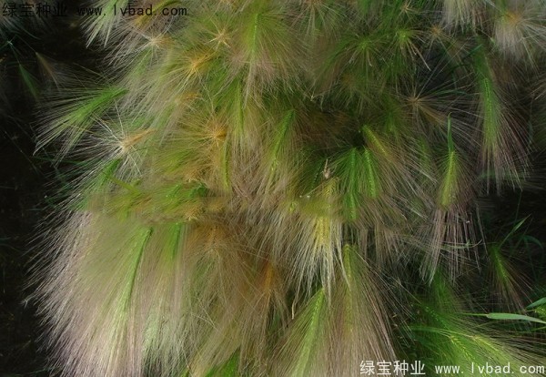 狗尾草<a href='http://m.fscangbo.com/' target='_blank'>種子</a>