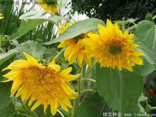 觀賞<a href='http://m.fscangbo.com/caohuazhongzi/97271.html' target='_blank'>向日葵種子</a>