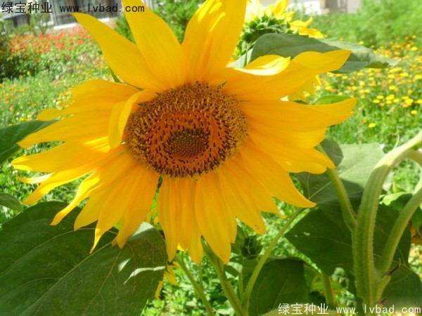 觀賞<a href='http://m.fscangbo.com/caohuazhongzi/97271.html' target='_blank'>向日葵</a>種子
