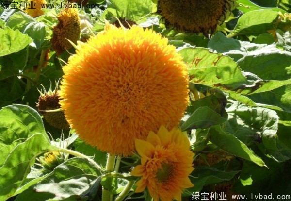 <a href='http://m.fscangbo.com/caohuazhongzi/1057.html' target='_blank'>觀賞向日葵</a><a href='http://m.fscangbo.com/' target='_blank'>種子</a>