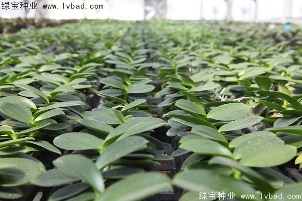<a href='http://m.fscangbo.com/caohuazhongzi/1066.html' target='_blank'>蝴蝶蘭種子</a>