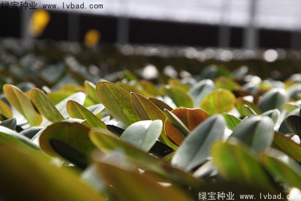 蝴蝶蘭<a href='http://m.fscangbo.com/' target='_blank'>種子</a>