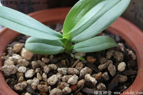 <a href='http://m.fscangbo.com/caohuazhongzi/1066.html' target='_blank'>蝴蝶蘭</a><a href='http://m.fscangbo.com/' target='_blank'>種子</a>