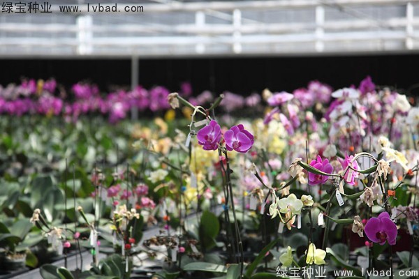 <a href='http://m.fscangbo.com/caohuazhongzi/1066.html' target='_blank'>蝴蝶蘭</a><a href='http://m.fscangbo.com/' target='_blank'>種子</a>