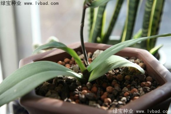 <a href='http://m.fscangbo.com/caohuazhongzi/1066.html' target='_blank'>蝴蝶蘭種子</a>
